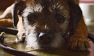 Waiting for a walk